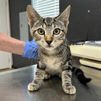 Stallone -  Domestic Short Hair Cat for Adoption in Livingston, Texas - Stallone | PetCurious