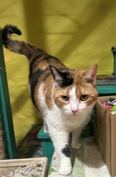 Domestic Short Hair Cats Available for Adoption in Havertown, Pennsylvania - Cleo | PetCurious