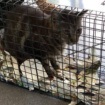 Tootles -  Domestic Medium Hair Cat for Adoption in Montgomery, Alabama - Tootles | PetCurious