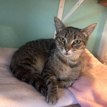 Amelia -  Domestic Short Hair Cat for Adoption in Fresno, California - Amelia | PetCurious