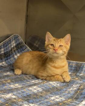Jigsaw -  Domestic Short Hair Cat for Adoption in Montville, New Jersey - Jigsaw | PetCurious