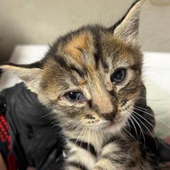 Samantha -  Domestic Short Hair Cat for Adoption in Yuma, Arizona - Samantha | PetCurious