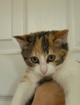 Rescue Domestic Short Hair Cats for Adoption in Bolivar, Missouri - Hyvee | PetCurious