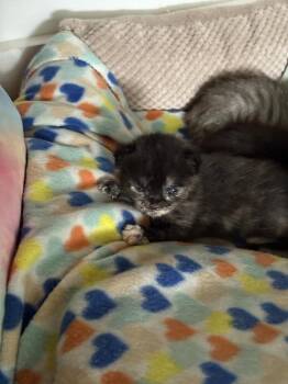 Domestic Short Hair Cats Available for Adoption in Virginia Beach, Virginia - Sadia | PetCurious