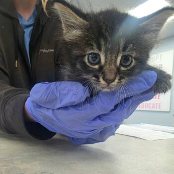 Harbor -  Domestic Short Hair Cat for Adoption in Duncan, Oklahoma - Harbor | PetCurious
