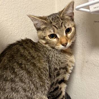Rescue Domestic Short Hair Cats for Adoption in Yuma, Arizona - Bambi | PetCurious
