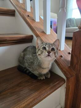 Meredith -  Domestic Short Hair Cat for Adoption in Manchester, Maryland - Meredith | PetCurious