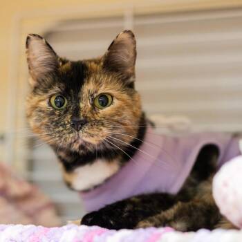 Uwu -  Domestic Short Hair Cat for Adoption in Wilmington, Delaware - Uwu | PetCurious