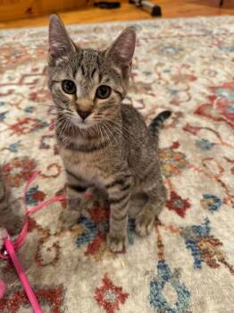 Chapo -  Domestic Short Hair Cat for Adoption in East Greenville, Pennsylvania - Chapo | PetCurious