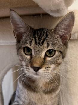 Alexis Rose(with Gouda) -  Domestic Short Hair Cat for Adoption in Norwalk, Connecticut - Alexis Rose(with Gouda) | PetCurious