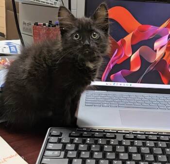 Domestic Long Hair Cats Available for Adoption in Greensboro, North Carolina - Ruby | PetCurious