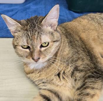 Whistle -  Domestic Short Hair Cat for Adoption in Long Beach, Washington - Whistle | PetCurious