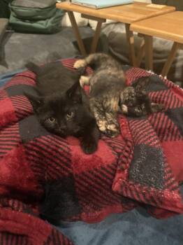 Earl Breech (available late May) -  Domestic Short Hair Cat Available for Adoption in Galt, California - Earl Breech (available Late May) | PetCurious