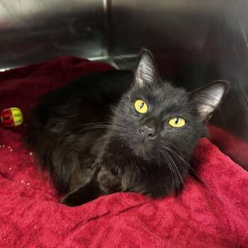 Ophelia -  Domestic Medium Hair Cat for Adoption in Spruce Pine, North Carolina - Ophelia | PetCurious