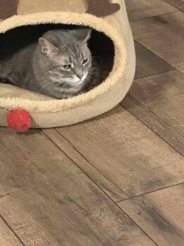 Mimi -  Domestic Short Hair Cat for Adoption in Warrenville, South Carolina - Mimi | PetCurious