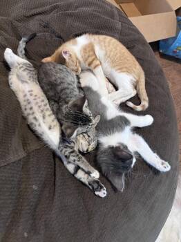 Abe Lincoln -  Domestic Short Hair and Tabby Cat for Adoption in Dallas, Texas - Abe Lincoln | PetCurious