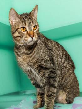 Domestic Short Hair Cats Available for Adoption in Cookeville, Tennessee - SAP | PetCurious