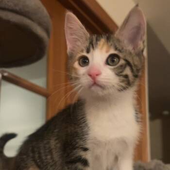 Miso -  Domestic Short Hair Cat for Adoption in Belfair, Washington - Miso | PetCurious
