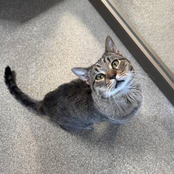 Duncan -  Domestic Short Hair Cat for Adoption in Chicago, Illinois - Duncan | PetCurious