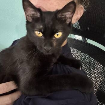 ELIZA AND THE CASE OF THE MISSING PERSONAL SPACE -  Domestic Short Hair Cat for Adoption in Plano, Texas - ELIZA AND THE CASE OF THE MISSING PERSONAL SPACE | PetCurious