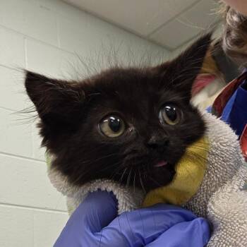 Joseph Joestar -  Domestic Medium Hair Cat for Adoption in Chattanooga, Tennessee - Joseph Joestar | PetCurious