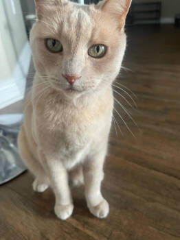 Rescue Domestic Short Hair Cats for Adoption in San Diego, California - Frankie | PetCurious