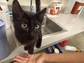 NOODLE -  Domestic Medium Hair Cat for Adoption in Auburn, California - NOODLE | PetCurious