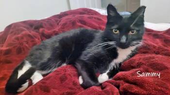 Sammy -  Domestic Short Hair Cat for Adoption in Chicago, Illinois - Sammy | PetCurious
