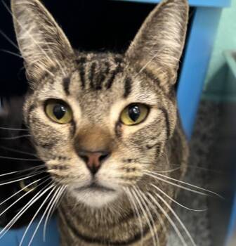 Nacho -  Domestic Short Hair Cat for Adoption in Golden, Colorado - Nacho | PetCurious