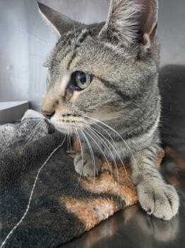 Domestic Short Hair Cats Available for Adoption - 60716313 | PetCurious