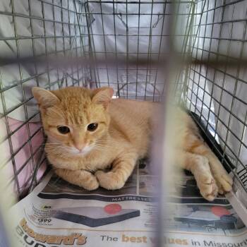 Marigold -  Domestic Short Hair Cat for Adoption in O