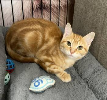 Bashful- Riley Fuzzell -  Domestic Short Hair Cat for Adoption in Spring, Texas - Bashful- Riley Fuzzell | PetCurious