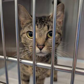 Gum -  Domestic Short Hair Cat for Adoption in Greensboro, North Carolina - Gum | PetCurious