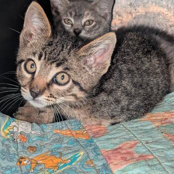 Renegade -  Domestic Short Hair Cat for Adoption in Salt Lake City, Utah - Renegade | PetCurious