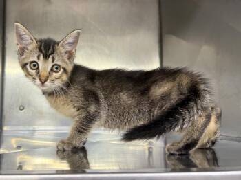 Aretha -  Domestic Short Hair Cat for Adoption in Murray, Kentucky - Aretha | PetCurious