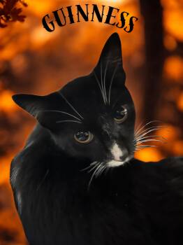 Guinness -  Domestic Short Hair Cat for Adoption in Barton, Vermont - Guinness | PetCurious