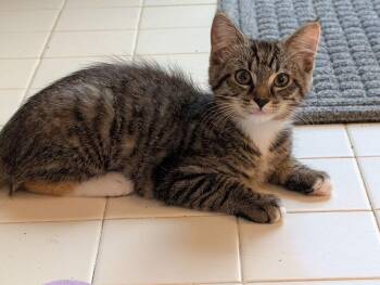 Velma CD -  Domestic Short Hair Cat for Adoption in Greenville, South Carolina - Velma CD | PetCurious