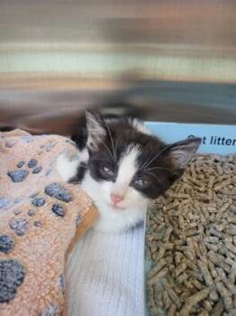 Moonie -  Domestic Short Hair Cat for Adoption in Fishers, Indiana - Moonie | PetCurious
