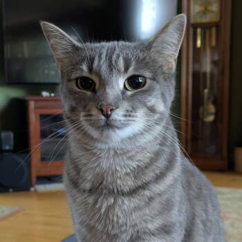 Mer -  Domestic Short Hair Cat for Adoption in Frankfort, Michigan - Mer | PetCurious