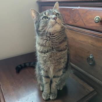 Rescue Tabby Cats for Adoption - Daisy | PetCurious
