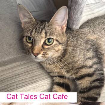 Puff -  Domestic Short Hair Cat for Adoption in Chapel Hill, North Carolina - Puff | PetCurious