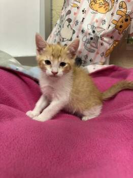 Louie -  Domestic Short Hair Cat for Adoption in Parlier, California - Louie | PetCurious