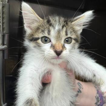 Colored Pencils (Group 4) -  Domestic Short Hair Cat for Adoption in Pekin, Illinois - Colored Pencils (Group 4) | PetCurious