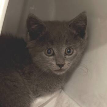 Stormy -  Domestic Short Hair Cat for Adoption in Manhattan, Kansas - Stormy | PetCurious