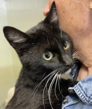 Rescue Domestic Short Hair Cats for Adoption in Jurupa Valley, California - Ivor | PetCurious