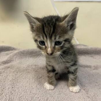 Domestic Short Hair Cats Available for Adoption in Pasadena, California - Bertie | PetCurious