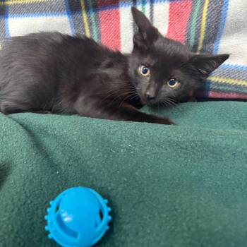 Tee -  Domestic Short Hair Cat for Adoption in Hawthorne, California - Tee | PetCurious