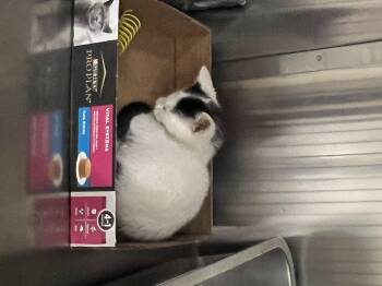 Rescue Domestic Short Hair Cats for Adoption in Palmetto, Florida - Twinkie (preadopt Pending Spay) | PetCurious