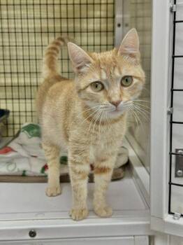 Domestic Short Hair Cats Available for Adoption in Winton, North Carolina - Baylor | PetCurious