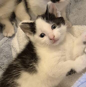 Tuxedo Cats Available for Adoption in Sardinia, Ohio - KEVIN | PetCurious